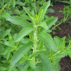 Stevia